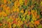 Aerial view of fall foliage in Vermont.