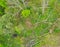 Aerial view on fallen and destroyed deciduous trees after strong wind storm like hurricane or whirlwind