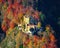 Aerial view of famous Hohenschwangau castle in autumn