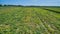 Aerial View of Farm Agriculture Pumpkin Plants in Rows