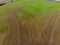 Aerial view of a farm field covered with early green winter crops.