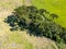 Aerial view of a farm field with a small Araucaria forest