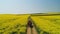 Aerial view of farm tractor in a rapeseed field, beautiful spring day