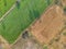 Aerial view farm view rice tree plant morning in Thailand