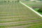 Aerial view of a farm winery on spring in green grapevine