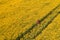 Aerial view of farmer with digital tablet computer in rapeseed field using innovative technology