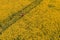 Aerial view of farmer with drone remote controller in rapeseed field using innovative technology