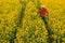 Aerial view of farmer examining blooming rapeseed field