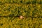 Aerial view of farmer examining blooming rapeseed field