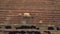 Aerial view of farmer using pitchfork to load hay onto trailer with tractor from rural farm.