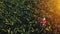 Aerial view of female farmer with tablet in corn field