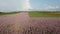 Aerial view. Field of Clary sage - Salvia Sclarea in bloom, cultivated to extract the essential oil and honey. Field