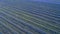 Aerial view of a field of delphinium flowers planted in straight rows for animal feed.