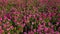 Aerial view of the field of pink magenta zinnia flower farm in full bloom