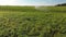 Aerial view of a field with a sweet corn and an agricultural sprinkler.