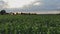 Aerial view field of young green corn plants