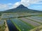 Aerial view of a fishery and prawn farm