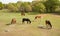 Aerial view of five horses eating their morning hay