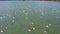 Aerial view of a flock of pink flamingos over de marsh of Santapola, Spain.