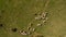 Aerial view of flock of sheep. Aerial landscape