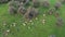 Aerial view of a flock of sheep in field of green grass in Alburquerque, Extremadura, Spain