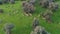 Aerial view of a flock of sheep in field of green grass in Alburquerque, Extremadura, Spain