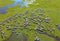 Aerial view flock of sheep grazing on pasture