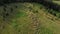 Aerial view of flock of sheep on meadow in mountains.