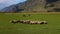 Aerial view of a flock of sheep running through a meadow in a green valley