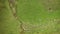 Aerial View Of Flock Of Sheeps In Mountains Of Georgia. Summer Green