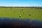 Aerial view of the flooded pasture with horses, Lonjsko polje