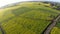Aerial view of flowering canola fields