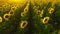 Aerial view flowering sunflowers