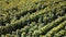 Aerial view flying above of a large colored field of ripened sunflowers of green color with yellow petals and seeds arranged in ro