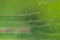 Aerial view from flying drone. Beautiful green area of young rice field or meadow in rainy season