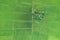 Aerial view from flying drone. Beautiful green area of young rice field or meadow in rainy season