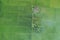 Aerial view from flying drone. Beautiful green area of young rice field or meadow in rainy season