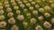 Aerial view from flying drone of blooming apple trees in spring orchard