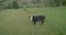 Aerial view: Flying low and slow over cow in Transcarpathian mountains