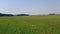 Aerial view flying over green meadow grassland in summer