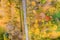 Aerial view of footpath in city park. colorful trees scene in autumn