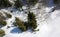 Aerial view of the forest of firs and pines with snow