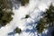 Aerial view of the forest of firs in winter