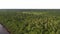 Aerial view of the forest  jungle canopy