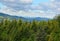 Aerial view of forest surrounding the Sanctuary of the Madonna di San Luca