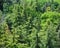 Aerial view of forest surrounding the Sanctuary of the Madonna di San Luca