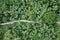 Aerial view of forestry green perennial tree in tropical rainforest. Carbon footprint and decarbonisation