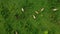 Aerial view of free grazing cows on a natural pastureland in a Europe.Top view of a large herd Dairy farm.