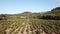 Aerial view of french vineyard in Aude, france