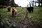 Aerial view of furry cows standing in greenery field